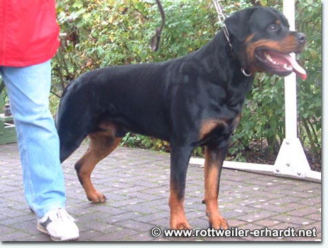 Odin von Bickesheim II