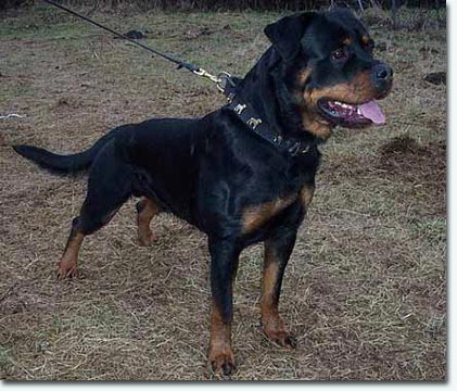 Ole vom Segeberger Forst