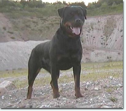 Olli vom Segeberger Forst