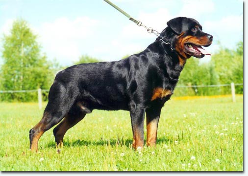 Onex vom Schwaiger Wappen