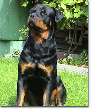 Orkan vom Segeberger Forst