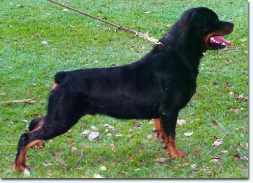 Oscar vom Schlosshof