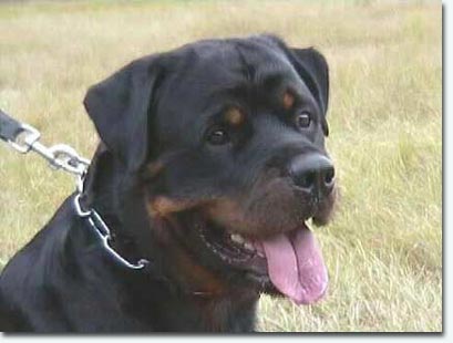 Otto vom Segeberger Forst