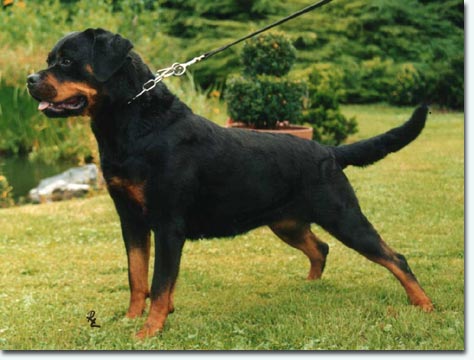 Oxana vom Hause Neubrand