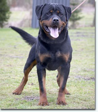 Pan vom Hause Enzian