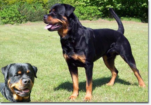 Panter vom Segeberger Forst