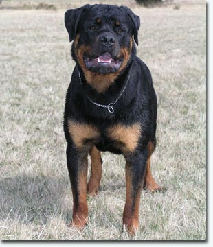 Pax vom Schwaiger Rathaus