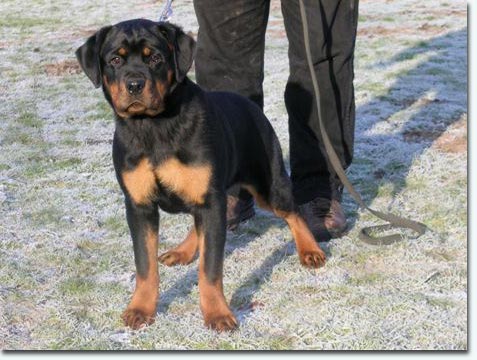 Peggy von der Holzhaussiedlung