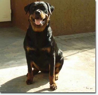 Penny von Bickesheim