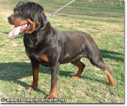 Petty von der R&auml;uberh&ouml;hle