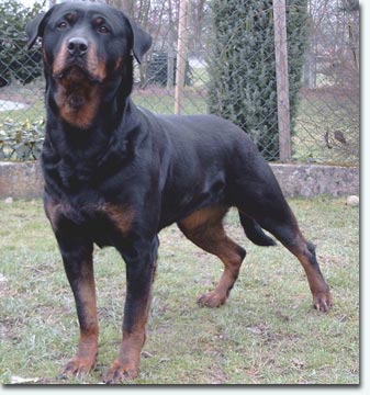 Phidia vom Sternbogen