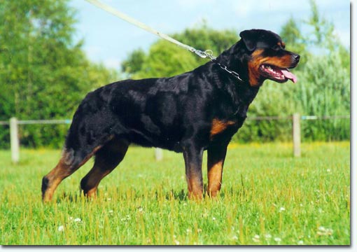 Polly vom Schwaiger Wappen II