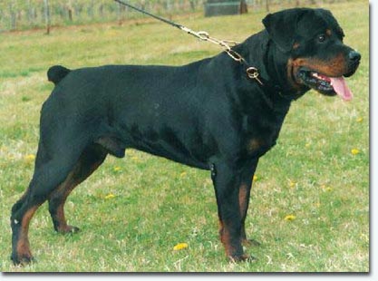 Prinz vom Kiefernweg