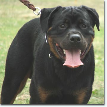 Prinz vom Schwaiger Rathaus