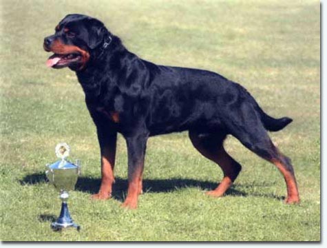 Quantas vom J&auml;gersburger Forst