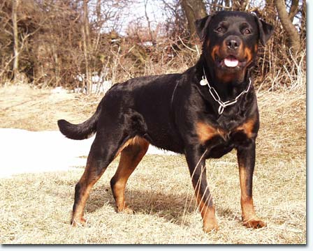 Quecke von der Zirbelnuss