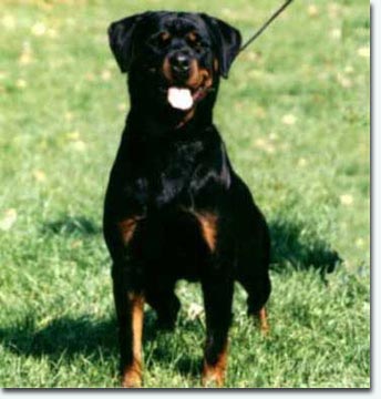 Queen vom Oeterkotten