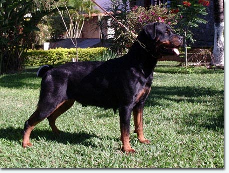 Quenda vom Hause Angele