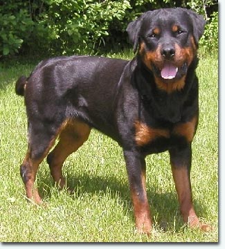 Quenda vom Mariannenthal