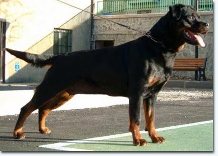 Quendy von der Crossener Ranch