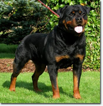 Quincy vom Plotzschgrund