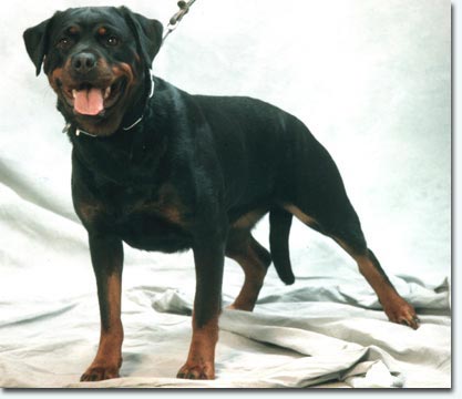 Quitta vom Oeterkotten