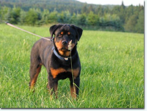 Ricci vom Hause Enzian