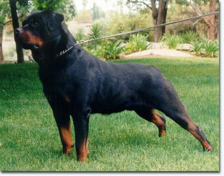 Rick vom weissen Schwan