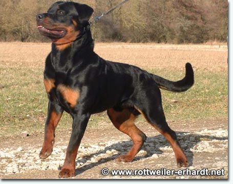 Rico vom Windb&auml;chle