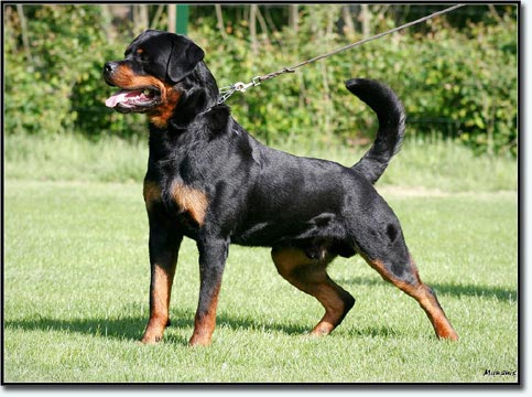 Rolex vom Hause Anin