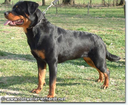 Romy vom Windb&auml;chle