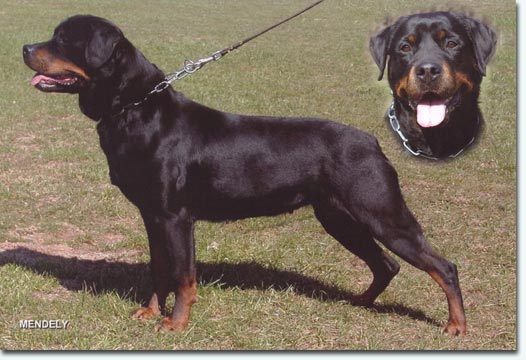 Ronja von der Bleichstrasse