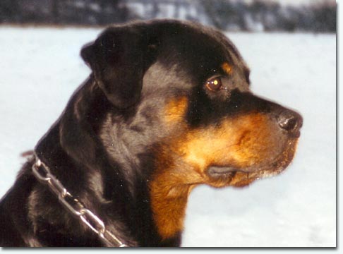 Ronnja von der Berghalbinsel