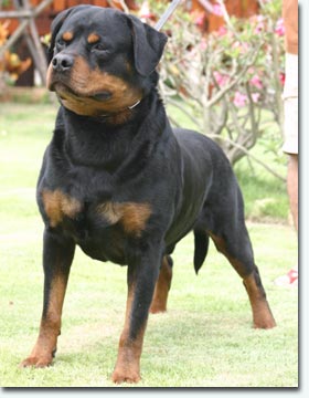 Samorai vom Wolfert Turm