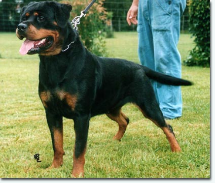 Sidney vom Hause Neubrand