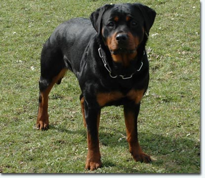 Sun von der R&auml;uberh&ouml;hle