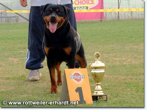 Sunny vom Schwaiger Wappen