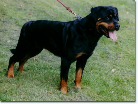 Tais vom Hertener Wappen