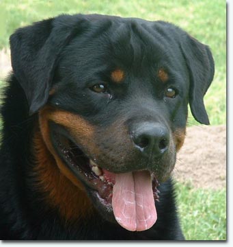 Taro von Bickesheim