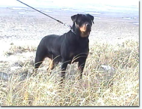 Ticia vom Hause Anin