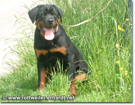 Toska vom Windb&auml;chle