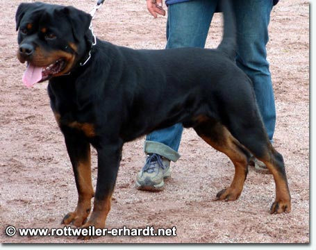 Tough vom Hause Neubrand