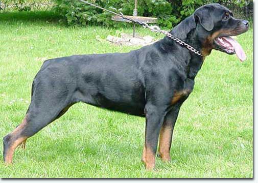 Ulla vom weissen Schwan