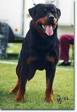 Ulli vom Schwaiger Wappen