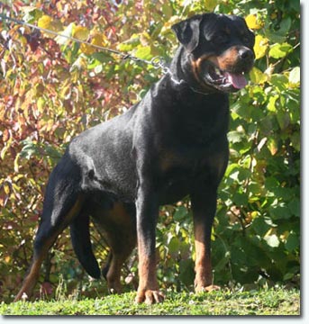 Uncas vom Schlosshof