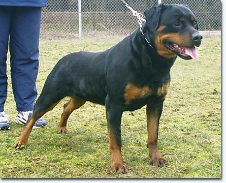 Unja vom Schwaiger Wappen