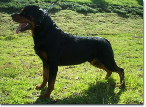 Urko vom Schwaiger Wappen