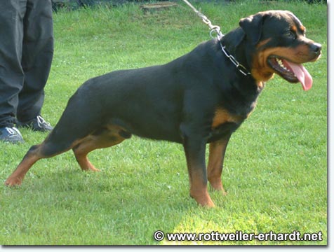 Ursus vom steilen Fels