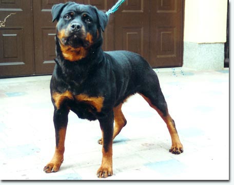 Uschi vom weissen Schwan