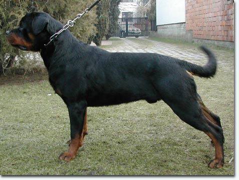 Utz von der Steineiche